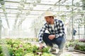 In straw hat. Florist man working in garden center. Successful employee is in a bright greenhouse Royalty Free Stock Photo
