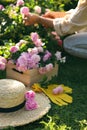 Straw hat, gloves, beautiful tea roses and blurred view of woman working in garden on background Royalty Free Stock Photo