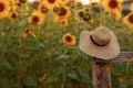 A straw hat hangs on a hedge by a sunflower field Royalty Free Stock Photo