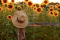 A straw hat hangs on a hedge by a sunflower field Royalty Free Stock Photo