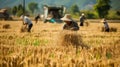 Straw Hat-Wearing Asian Farmers Expertly Harvesting Rice Crops in Picturesque Fields