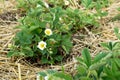 Straw mulch for strawberries plants. Mulching garden strawberries on the garden beds straw to protect against weed germination.