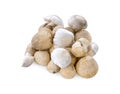 Straw mushrooms isolated on white background Royalty Free Stock Photo