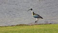 Straw-Necked Ibis