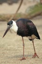 Straw-necked ibis