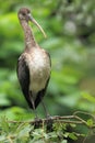Straw-necked ibis juvenile