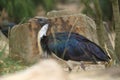 Straw-necked ibis