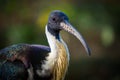 Straw-necked ibis portrait in nature park Royalty Free Stock Photo