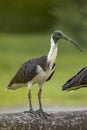 Straw-necked Ibis in Queensland Australia