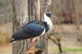 Straw-necked ibis