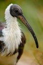 Straw-necked ibis, Threskiornis spinicollis, detail portrait of bird from Anustralia. Long bill, dark head, white body. Bird in th