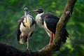 Straw-necked ibis, Threskiornis spinicollis, detail portrait of bird from Australia. Bird in the nature habitat. Wildlife scene