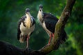 Straw-necked ibis, Threskiornis spinicollis, detail portrait of bird from Australia. Bird in the nature habitat. Wildlife scene Royalty Free Stock Photo