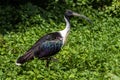 Straw-necked Ibis, Threskiornis spinicollis in the zoo Royalty Free Stock Photo