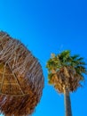 Straw parasol and palm tree in the blue sky background. Summer beach Royalty Free Stock Photo