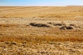 Straw piles in a field immediately after harvest Royalty Free Stock Photo