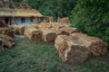 Straw prepared for repair of traditional thatched roof. Ukraine