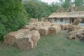 Straw prepared for repair of traditional thatched roof. Ukraine