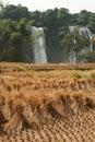 Straw in rice field front of Ban Gioc waterfall in Vietnam. Royalty Free Stock Photo