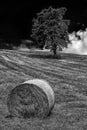 Straw roll on the field. Round straw bales and tree at background