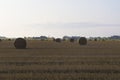 Straw rolls in the agriculture field at summer morning Royalty Free Stock Photo