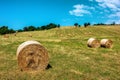 Straw rolls on the field. Round straw bales