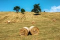 Straw rolls on the field. Round straw bales