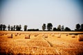 Straw rolls on summer farmer field Royalty Free Stock Photo