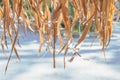 Straw roof, The Thatching craft of dry vegetation near by the summer beach background Royalty Free Stock Photo