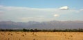 Straw rools in an yellow field