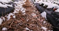 Straw between rows of strawberries. Rows covered with black plastic foil where strawberry plants are covered with snow