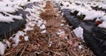 Straw between rows of strawberries. Rows covered with black plastic wrap where strawberry plants are covered with snow. Winter