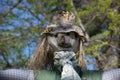 The straw scarecrow among the green trees Royalty Free Stock Photo