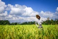 Scarecrow in Jatiluwih paddy field rice terraces, Bali, Indonesia Royalty Free Stock Photo