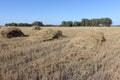 Straw sheaves lying on a sloping field in autumn Royalty Free Stock Photo