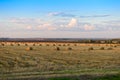 Straw sheaves rolled in circles on a field on a evening Royalty Free Stock Photo