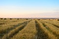 Straw sheaves rolled in circles on a field on a evening Royalty Free Stock Photo