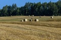 Straw stack after harvesting grain in the field Royalty Free Stock Photo
