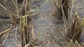 Straw stems after harvesting rice Royalty Free Stock Photo