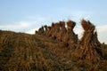Straw stooks at harvest Royalty Free Stock Photo