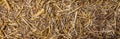 Straw surface. Dry stems of cereal plants background. Dry cereal stalks Royalty Free Stock Photo