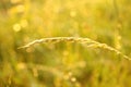 A straw on a swedish summermorning. Royalty Free Stock Photo