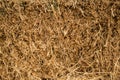 Straw texture abstract background Royalty Free Stock Photo