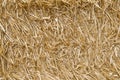 Straw texture Royalty Free Stock Photo