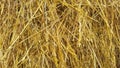 Straw texture ruminants animal food background Royalty Free Stock Photo