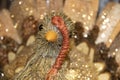 Straw Thanksgiving turkey with glitter - head and face in focus against blurred bokeh tail