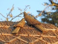 Straw thatch doves on cottage thatched roof Royalty Free Stock Photo