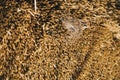 straw from thatched roof Royalty Free Stock Photo