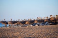 straw umbrellas and beach loungers on the beach Royalty Free Stock Photo