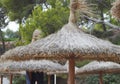 Straw umbrellas on the beach in Palma de Mallorca, Close-up against trees Royalty Free Stock Photo
